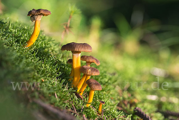 Trompetenpfifferling (Craterellus tubaeformis)