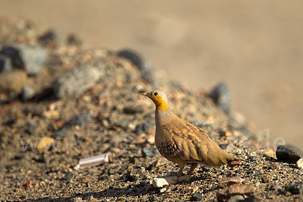 Tropfenflughuhn (Pterocles senegallus)