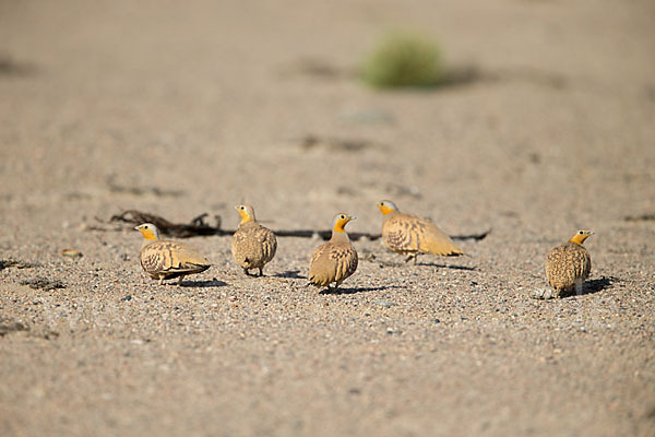 Tropfenflughuhn (Pterocles senegallus)