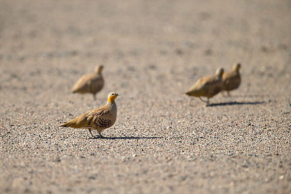 Tropfenflughuhn (Pterocles senegallus)