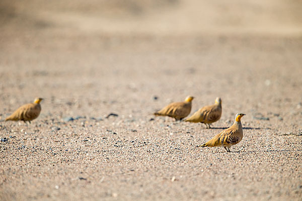 Tropfenflughuhn (Pterocles senegallus)