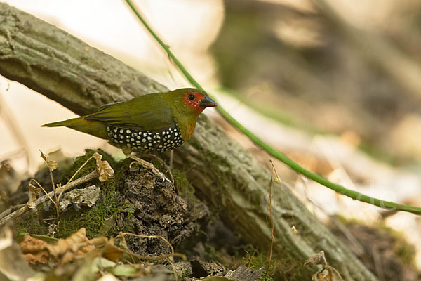 Tropfengrünastrild (Mandingoa nitidula)