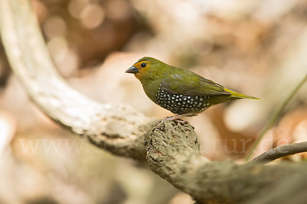 Tropfengrünastrild (Mandingoa nitidula)