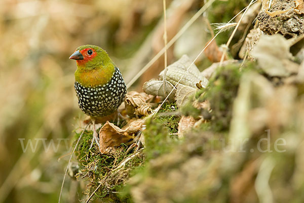 Tropfengrünastrild (Mandingoa nitidula)