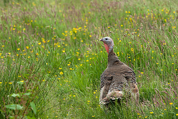 Truthuhn (Meleagris gallopavo domestica)