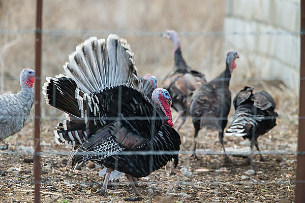 Truthuhn (Meleagris gallopavo domestica)