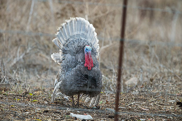 Truthuhn (Meleagris gallopavo domestica)