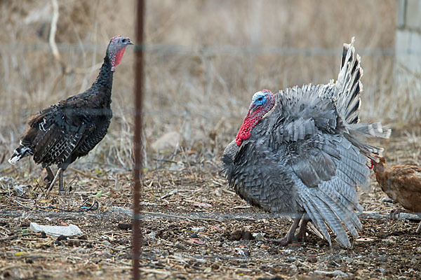 Truthuhn (Meleagris gallopavo domestica)