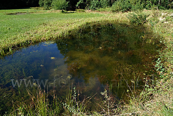 leo, landschaft, landscape, kleingewässer, standgewässer, tümpel