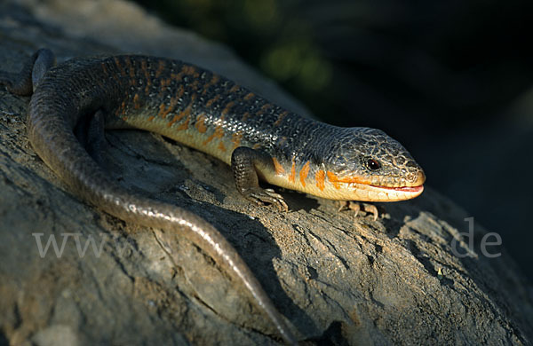 Tüpfelskink (Eumeces schneideri)