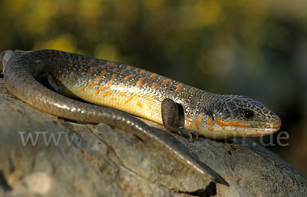 Tüpfelskink (Eumeces schneideri)