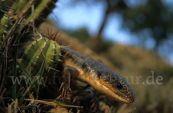 Tüpfelskink (Eumeces schneideri)