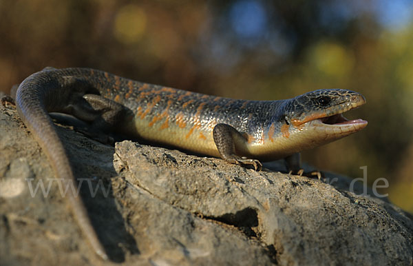 Tüpfelskink (Eumeces schneideri)