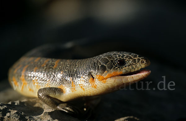 Tüpfelskink (Eumeces schneideri)