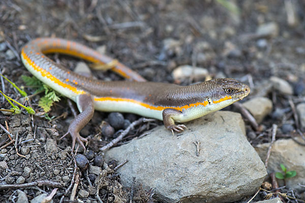 Tüpfelskink (Eumeces schneideri)