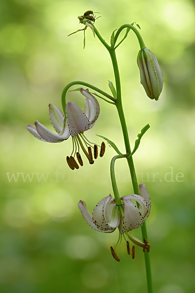 Türkenbund (Lilium martagon)