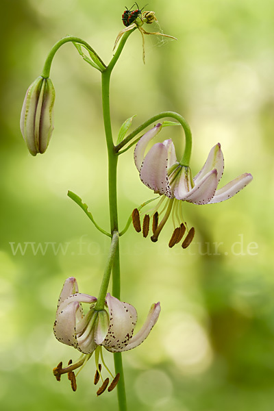 Türkenbund (Lilium martagon)