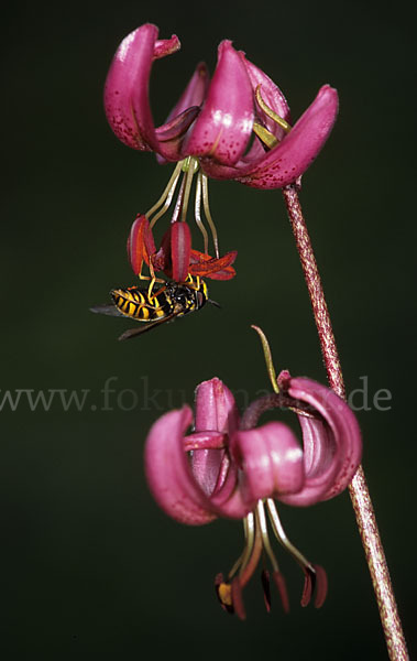 Türkenbund (Lilium martagon)