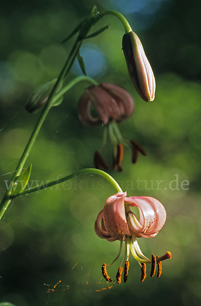 Türkenbund (Lilium martagon)