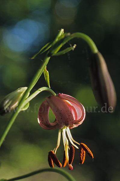 Türkenbund (Lilium martagon)