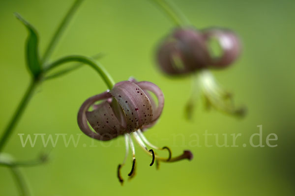 Türkenbund (Lilium martagon)