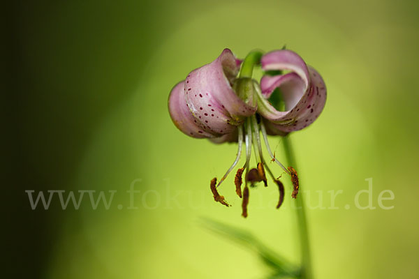 Türkenbund (Lilium martagon)