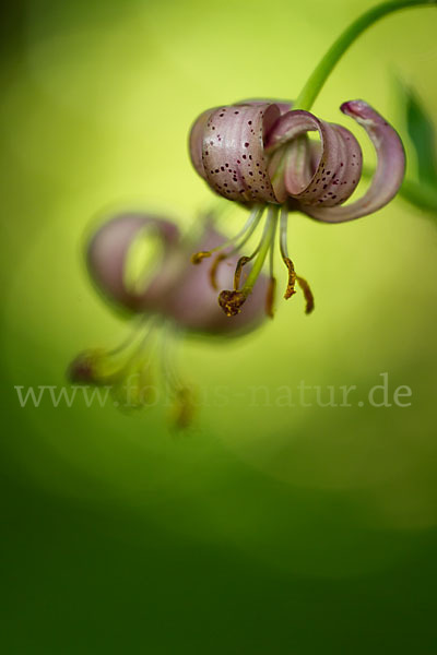 Türkenbund (Lilium martagon)