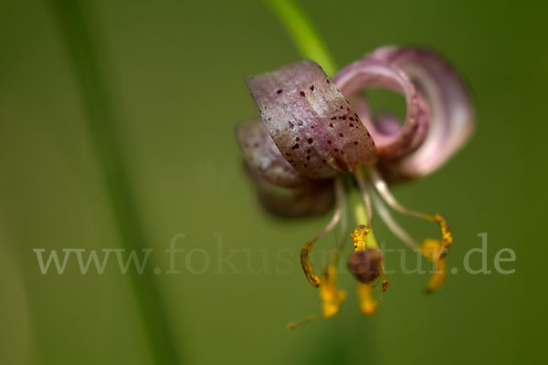 Türkenbund (Lilium martagon)