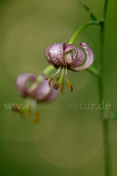 Türkenbund (Lilium martagon)