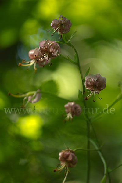 Türkenbund (Lilium martagon)