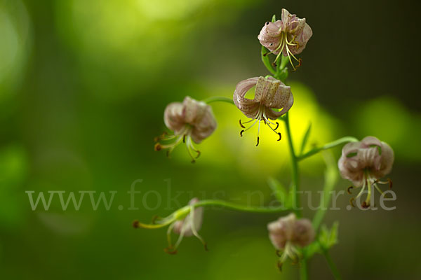 Türkenbund (Lilium martagon)