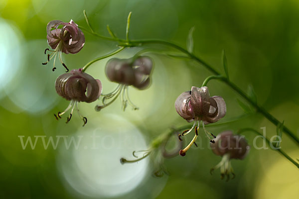 Türkenbund (Lilium martagon)