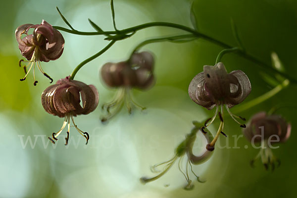 Türkenbund (Lilium martagon)