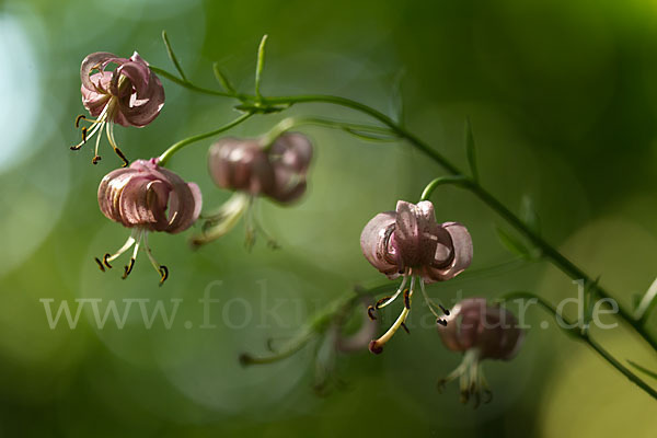 Türkenbund (Lilium martagon)