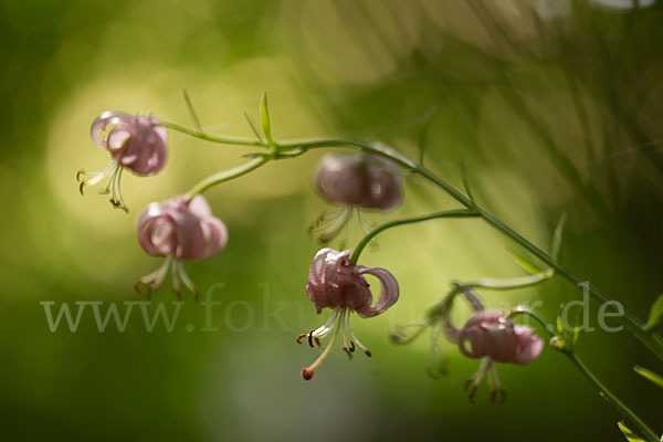 Türkenbund (Lilium martagon)