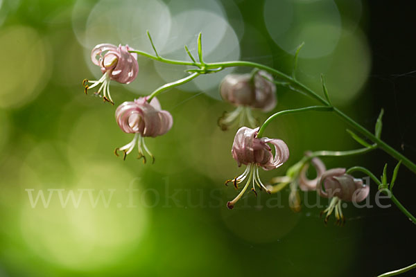 Türkenbund (Lilium martagon)