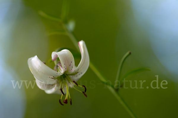 Türkenbund (Lilium martagon)