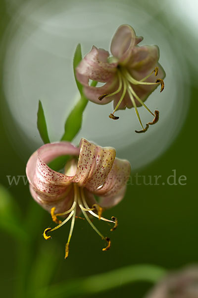 Türkenbund (Lilium martagon)