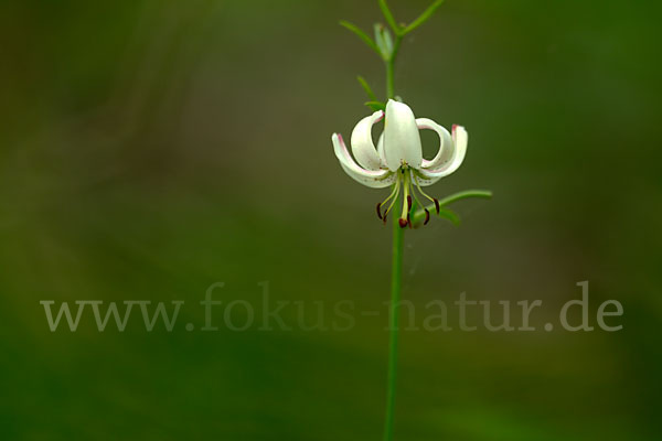 Türkenbund (Lilium martagon)