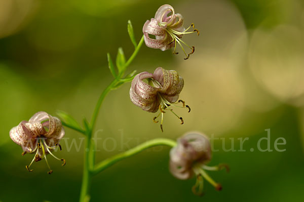 Türkenbund (Lilium martagon)