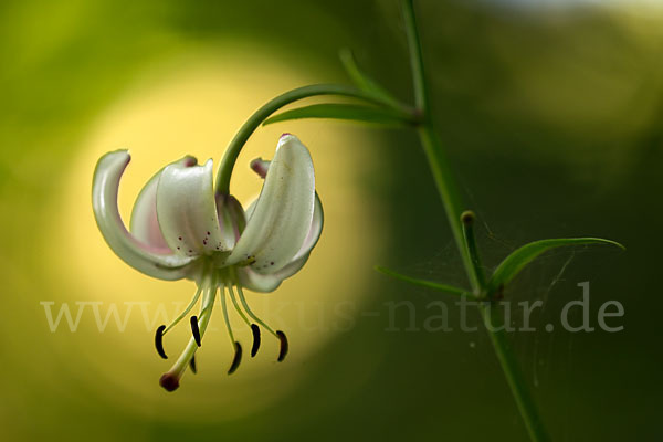 Türkenbund (Lilium martagon)