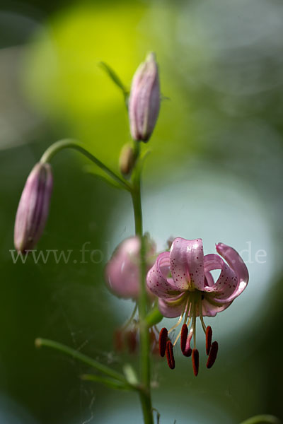 Türkenbund (Lilium martagon)