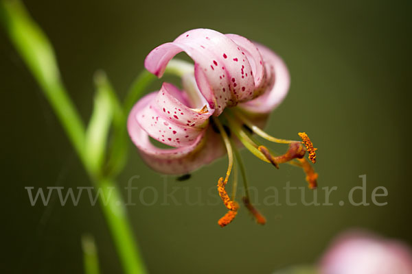 Türkenbund (Lilium martagon)