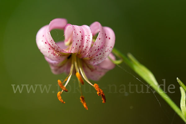 Türkenbund (Lilium martagon)