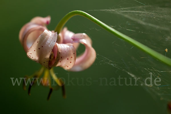 Türkenbund (Lilium martagon)