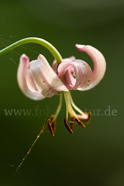 Türkenbund (Lilium martagon)