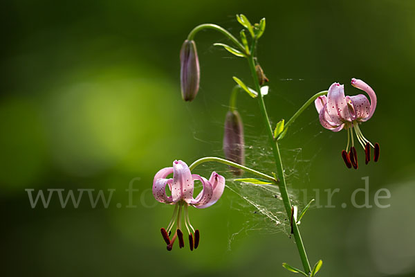 Türkenbund (Lilium martagon)