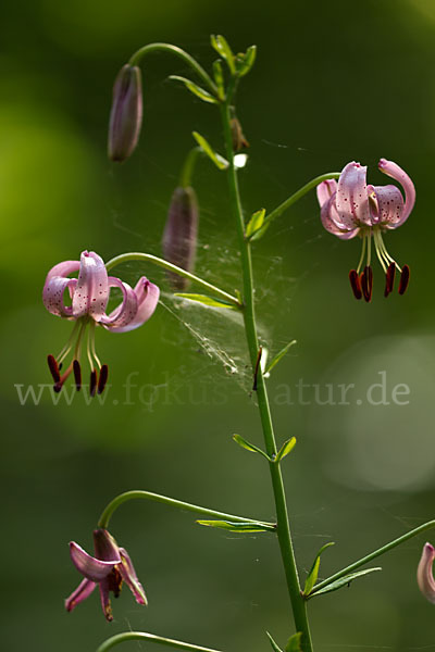 Türkenbund (Lilium martagon)