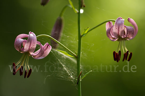 Türkenbund (Lilium martagon)