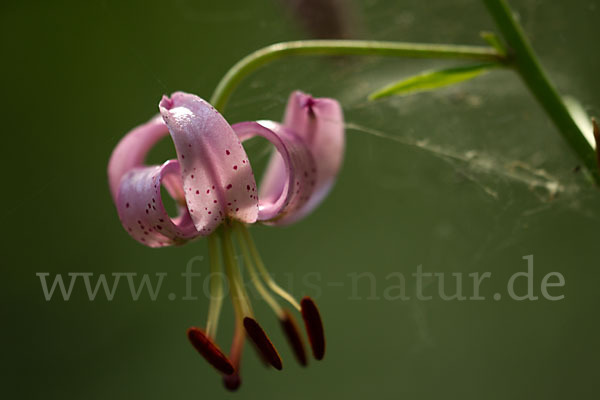 Türkenbund (Lilium martagon)